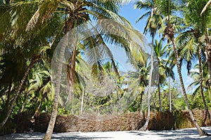 Sandy beach with bif palm trees, with the wicker fence