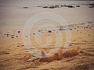 Sandy beach of Cape Verde and a dog on the sand