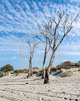 Sandy beach on coastline of Baltic Sea on Vistula Spit. Baltiysk. Russia