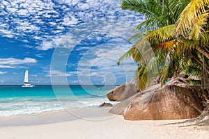 Sandy beach with coco palm on Paradise island.