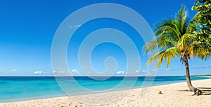 Sandy beach with coconut palm, Caribbean Island