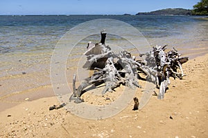 Sandy beach, dry wood and sea waves in Hawaii