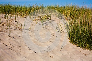 Sandy beach dune on a green grass line