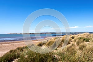 Sandy beach and dunes with Marram Grass, aka Beachgrass. Ammophila arenaria. Coastal habitat, Instow, north Devon