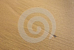 Sandy beach forming abtract patten with a shell