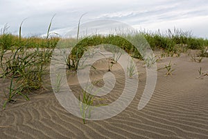 Sandy Beach with Grass at Washington Coast