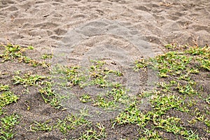 Sandy beach with growing grass texture