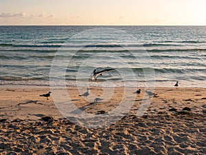 Sandy beach of the hotel Tryp Cayo Coco at sunset. Island Cayo Coco, Cuba photo