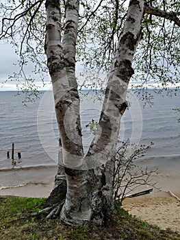 Sandy beach Lake water horizon Birch tree trunk branches white