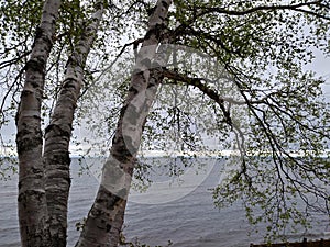 Sandy beach Lake water horizon Birch tree trunk branches white