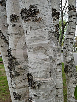 Sandy beach Lake water horizon Birch tree trunk branches white