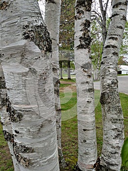 Sandy beach Lake water horizon Birch tree trunk branches white