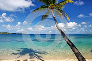 Sandy beach and leaning palm tree on Drawaqa Island, Yasawa Islands, Fiji