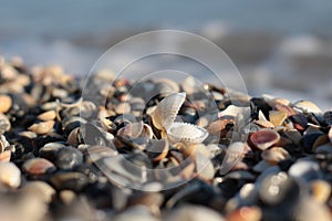 Sandy beach with many shells