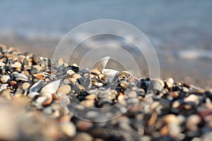 Sandy beach with many shells