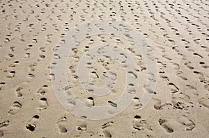 Sandy Beach - multiple footprints in rows receding photo