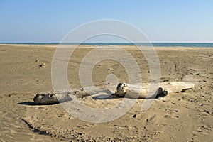 Sandy beach near Salin de Giraud on a sunny day in springtime