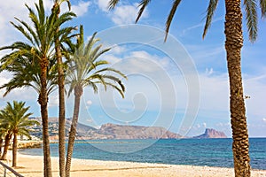 A sandy beach with pal trees under blue skies in autumn.