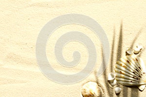 Sandy beach with palm and shells abstract background