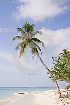 Sandy beach with palm tree