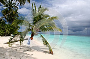 Sandy beach and palm tree