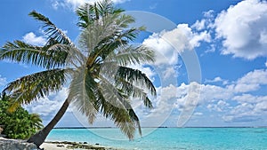 On a sandy beach, a palm tree bent over the aquamarine ocean. Azure sky with picturesque clouds. There are no people. Summer. Mald