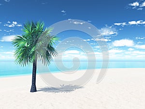 Sandy beach with palm tree