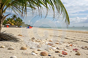 Sandy beach with palm tree and shells
