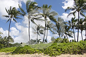 Sandy beach and palms in Hawaii