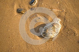 Sandy beach with pebbles