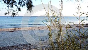 Sandy beach with pine tree in foreground