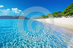 Sandy beach with pine trees and azure clear water, Corsica, Fran