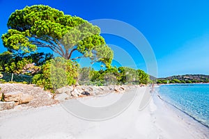 Sandy beach with pine trees and azure clear water, Corsica, Fran