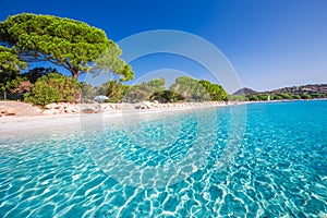 Sandy beach with pine trees and azure clear water, Corsica, Fran