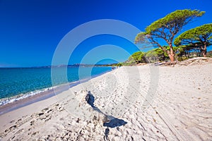 Sandy beach with pine trees and azure clear water, Corsica, Fran