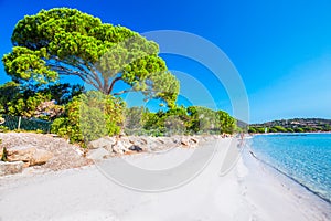 Sandy beach with pine trees and azure clear water, Corsica, Fran photo