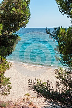 Sandy beach seen through pine trees