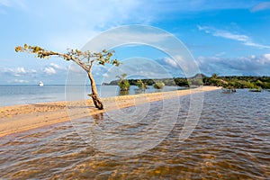 Sandy beach by the Tapajos river, in the Amazon forest, Brazil. photo