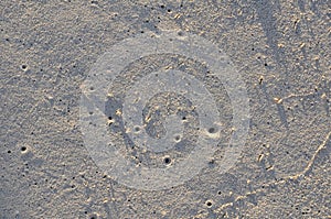 Sandy beach texture with crab holes