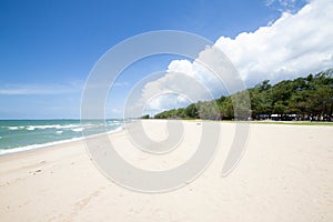 Sandy beach tropical sea with tree.