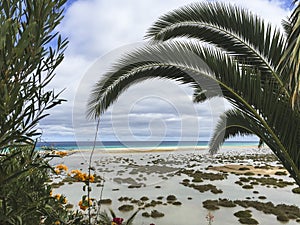 Sandy beach an turquoise ocean water trough palm trees.