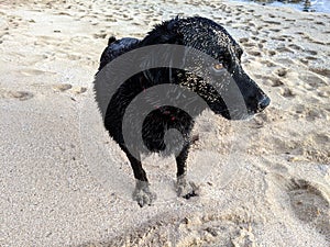 Sandy Black retriever Dog stands in the sand at Makalei beach