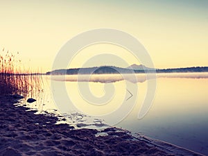 Sandy coast and bush flowers. Sunset at coastline, calm water level without waves