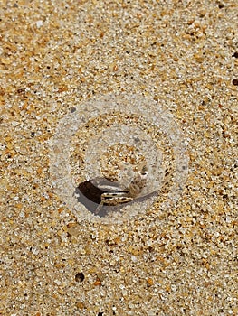The sandy-colored horned ghost crab exits from the hole.