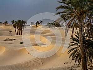 Sandy desert with few palm trees during daytime