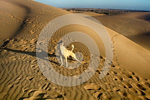 Sandy dog. Dog in Great Indian desert Thar