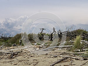 Sandy dune and driftwood detail in the Natural Park of Migliarino San Rossore Massaciuccoli. Near Pisa, in Tuscany