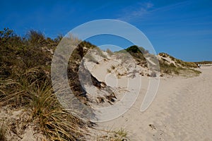 Sandy dune with shore plants on the shore of Texel, Holland.