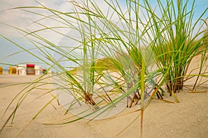 Sandy dunes with beach grass .Frisian islands beach plants.Beach summer background.Sea coast of the North Sea.Fer Island