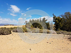 Sandy dunes with bushes, Tumbleweeds and palm trees below a blue sky
